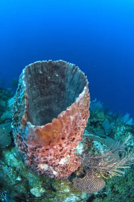 Framed Print : Giant Barrel Sponge (Xestospongia muta) Coral Reef Island, Belize Barrier Reef