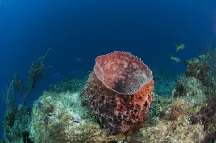 Framed Print : Giant Barrel Sponge (Xestospongia muta) Coral Reef Island, Belize Barrier Reef. Second Framed Print : Giant Barrel Sponge (Xestospongia muta) Coral Reef Island, Belize Barrier Reef. Second
