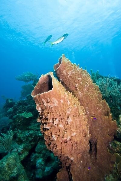 Giant Barrel Sponges (Xestopongia muta), Roatan marine park, Caribbean Scuba Diving