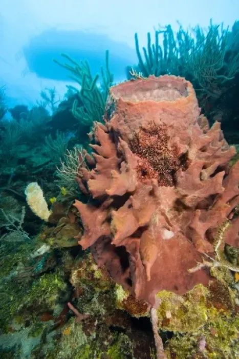 Framed Print : Giant Barrel Sponges (Xestopongia muta), Caribbean Scuba Diving, Roatan, Bay Islands Framed Print : Giant Barrel Sponges (Xestopongia muta), Caribbean Scuba Diving, Roatan, Bay Islands
