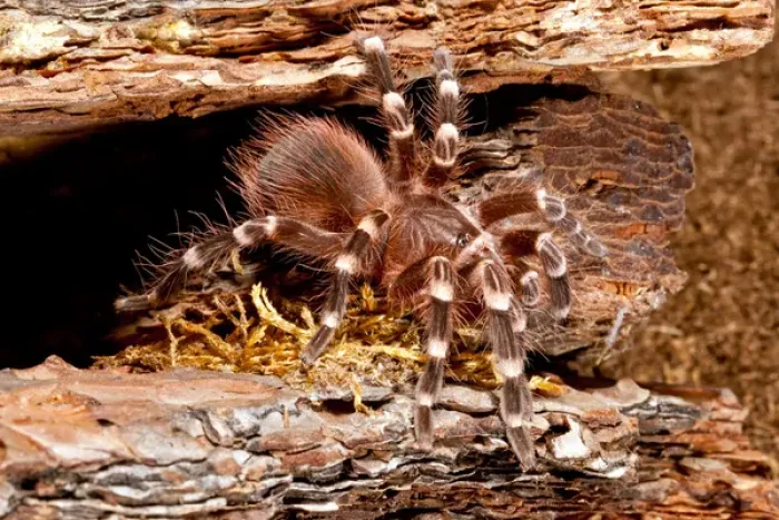 Framed Print : Giant Brazilian Black & White Tarantula, Acanthoscurria brocklehursti Framed Print : Giant Brazilian Black & White Tarantula, Acanthoscurria brocklehursti