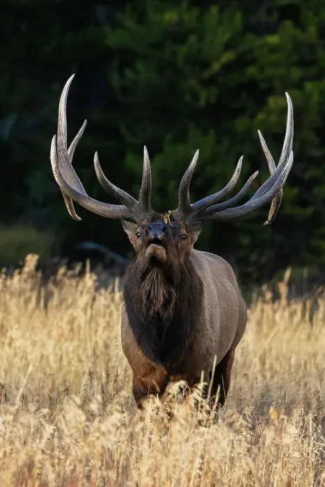 Framed Print : Giant bull elk claiming his territory, USA, Wyoming Framed Print : Giant bull elk claiming his territory, USA, Wyoming