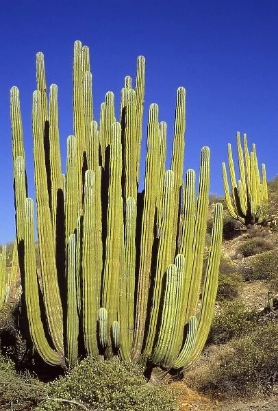 Giant Cardon Cactus, Baja California, Mexico