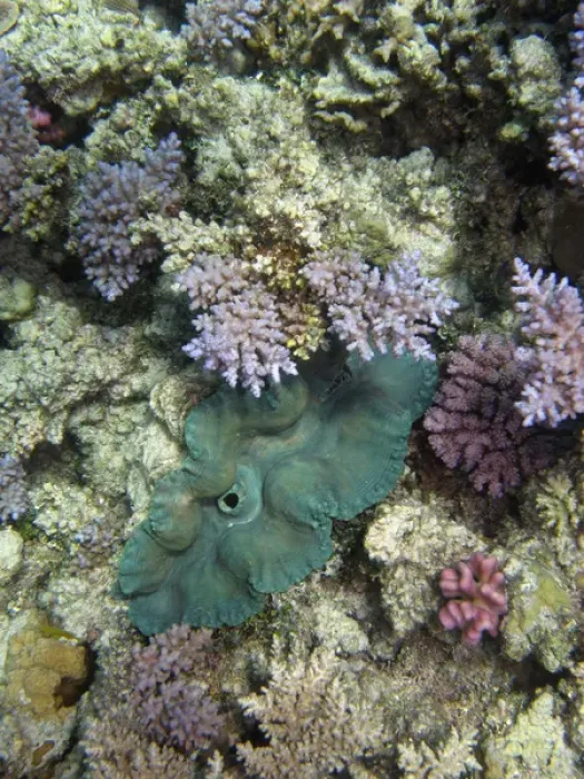 Framed Print : Giant Clam, Agincourt Reef, Great Barrier Reef, North Queensland, Australia Framed Print : Giant Clam, Agincourt Reef, Great Barrier Reef, North Queensland, Australia