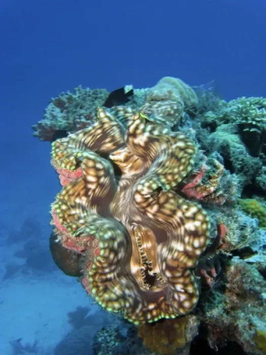 Framed Print : Giant Clam, Agincourt Reef, Great Barrier Reef, North Queensland, Australia Framed Print : Giant Clam, Agincourt Reef, Great Barrier Reef, North Queensland, Australia