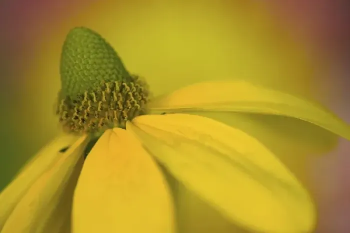 Framed Print : Giant Coneflower Close-up in our garden Sammamish, Washington