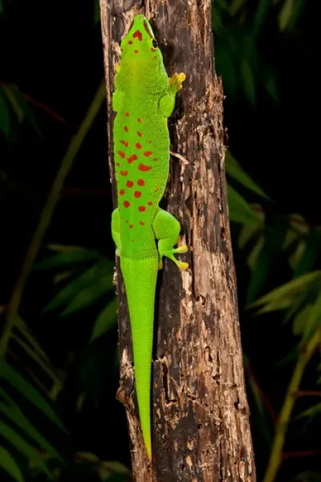 Framed Print : Giant Day Gecko, Phelsuma madagascariensis, Native to Madagascar