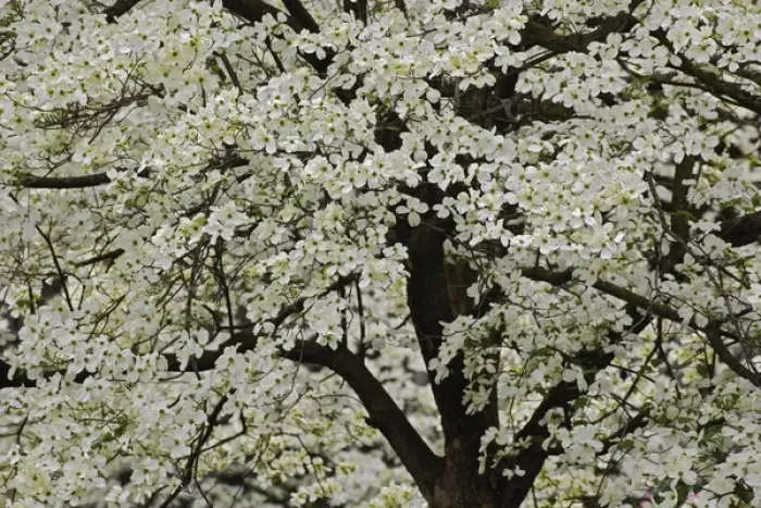 Framed Print : Giant Flowering Dogwood tree (Cornus florida) Louisville, Kentucky Framed Print : Giant Flowering Dogwood tree (Cornus florida) Louisville, Kentucky