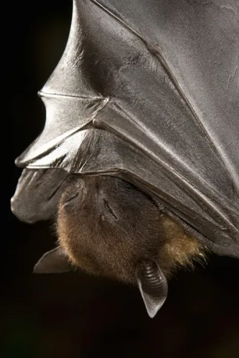 Framed Print : Giant Fruit Bat, Pteropus giganteus, from India. Shot in Captive situation in typical Framed Print : Giant Fruit Bat, Pteropus giganteus, from India. Shot in Captive situation in typical