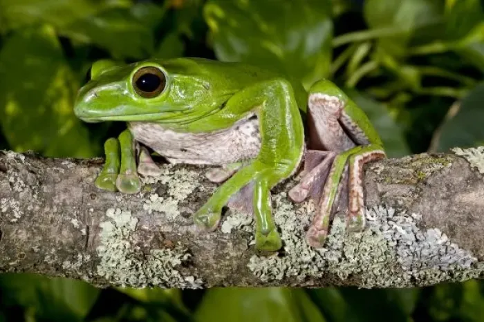 Framed Print : Giant Gliding Frog