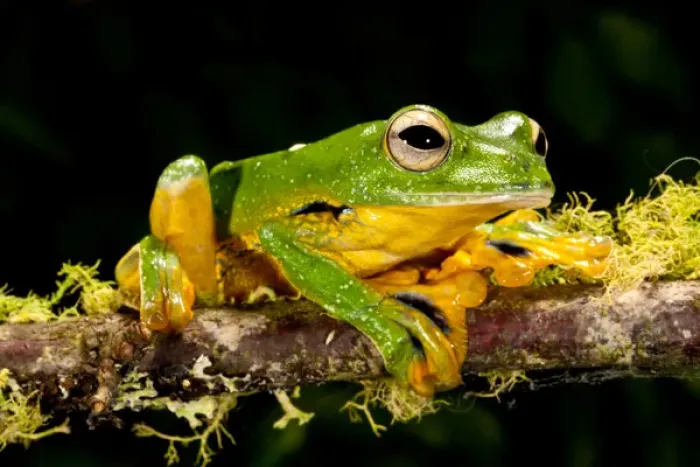 Framed Print : Giant Gliding Treefrog, Polypedates kio. Native to Vietnam