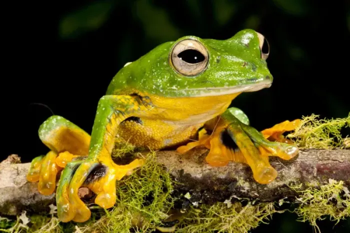 Framed Print : Giant Gliding Treefrog, Polypedates kio. Native to Vietnam