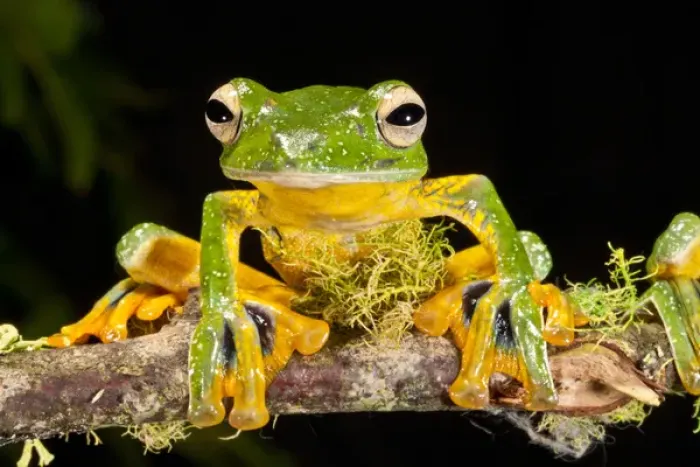 Framed Print : Giant Gliding Treefrog, Polypedates kio. Native to Vietnam Framed Print : Giant Gliding Treefrog, Polypedates kio. Native to Vietnam