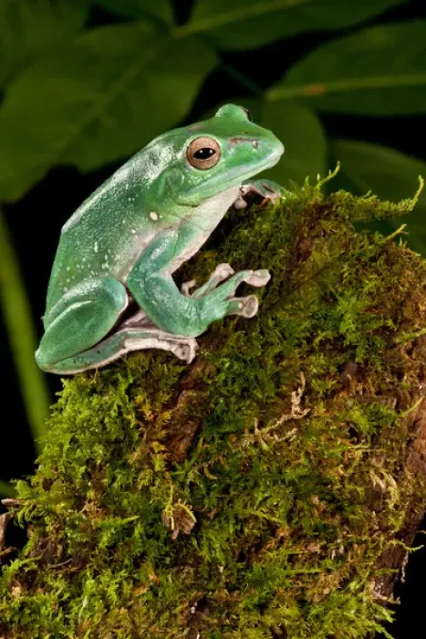 Framed Print : Giant Gliding Treefrog, Polypedates sp. Native to Vietnam Framed Print : Giant Gliding Treefrog, Polypedates sp. Native to Vietnam