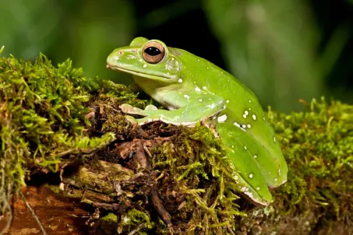 Framed Print : Giant Gliding Treefrog, Polypedates sp. Native to Vietnam Framed Print : Giant Gliding Treefrog, Polypedates sp. Native to Vietnam