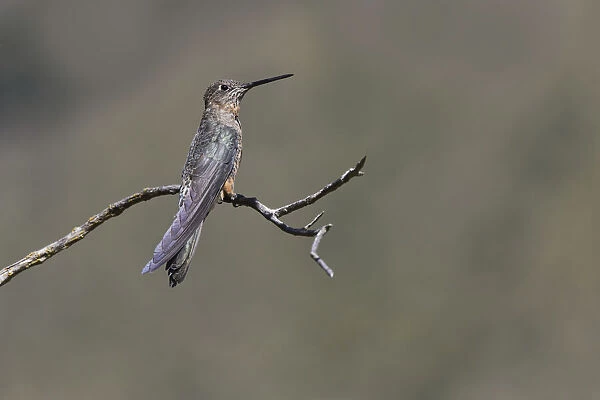 Giant hummingbird perched, Ecuador