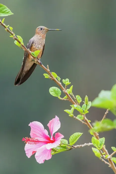 Framed Print : Giant hummingbird striking a pose on a flowery perch near Machu Pichu, Peru Framed Print : Giant hummingbird striking a pose on a flowery perch near Machu Pichu, Peru