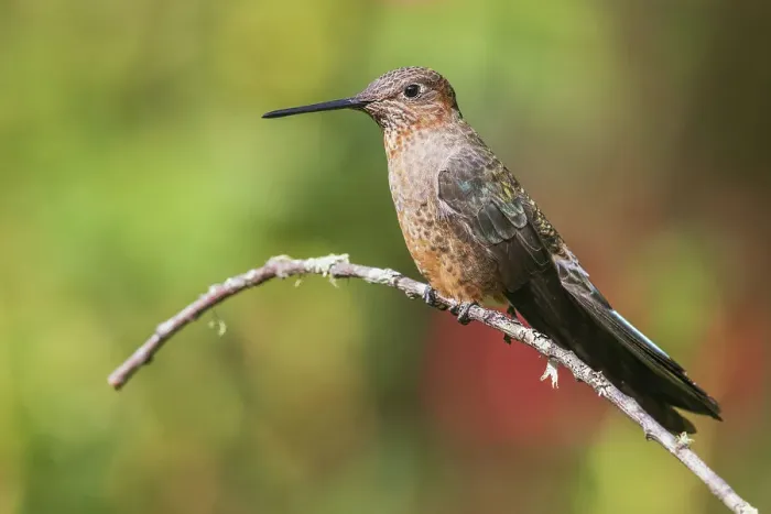 Framed Print : Giant hummingbird, taking a short rest, near Machu Pichu, Peru