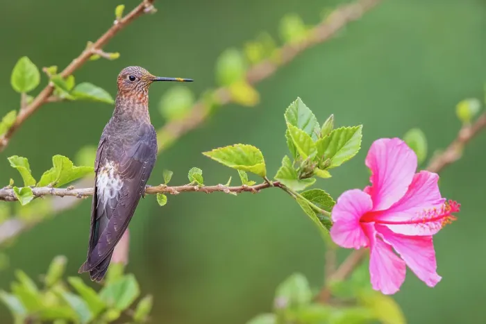 Framed Print : Giant hummingbird, taking a short rest with pollen covered bill, Machu Pichu, Peru