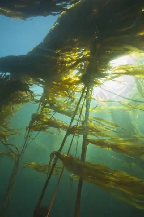 Framed Print : Giant Kelp (Macrocystis integrefolia), Browning Passage, Scuba Diving, Northern Vancouver Island Framed Print : Giant Kelp (Macrocystis integrefolia), Browning Passage, Scuba Diving, Northern Vancouver Island