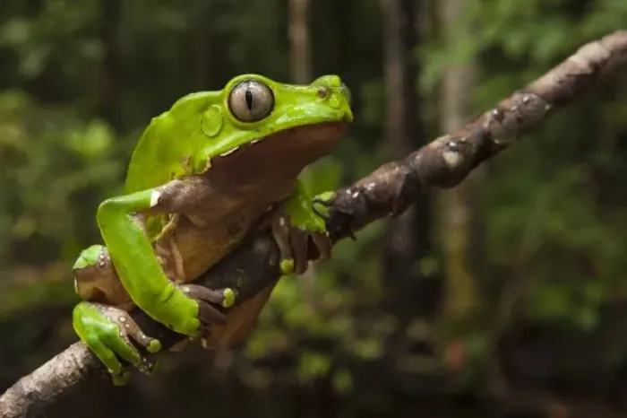 Framed Print : Giant leaf frog Framed Print : Giant leaf frog