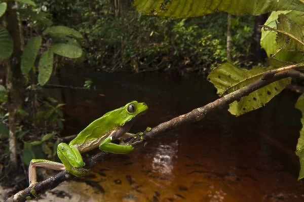 Giant leaf frog (Phyllomedusa bicolor) Rainforest, Iwokrama Reserve, Guyana