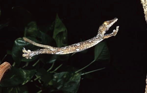 Giant Leaf-tail Gecko, Uroplatus fimbriatus, Native to Madagascar