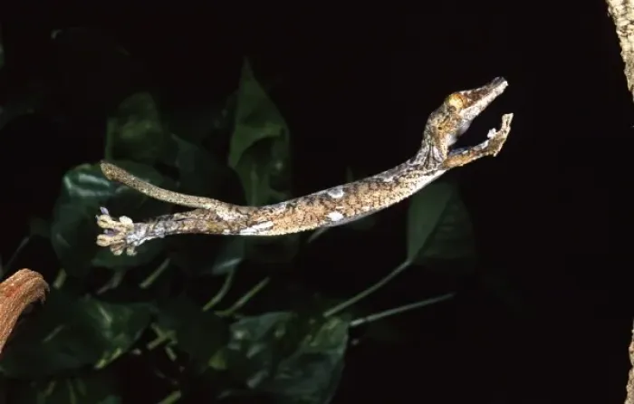 Framed Print : Giant Leaf-tail Gecko, Uroplatus fimbriatus, Native to Madagascar