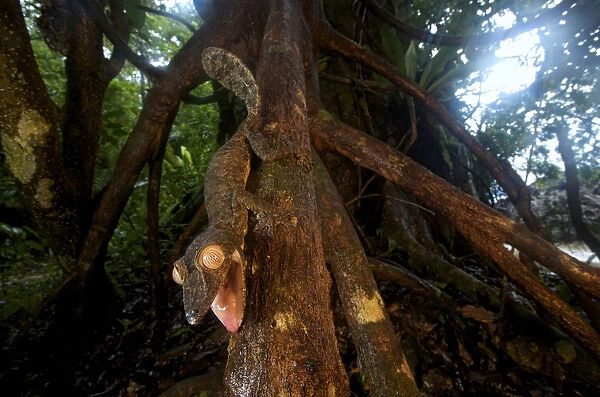 Giant leaf-tailed gecko (Uroplatus fimbriatus), Nosy Mangabe Reserve, Madagascar