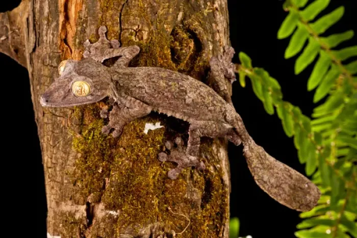 Framed Print : Giant Leaf-tailed Gecko Uroplatus fimbriatus Native to Madagascar Habitat Arboreal Framed Print : Giant Leaf-tailed Gecko Uroplatus fimbriatus Native to Madagascar Habitat Arboreal