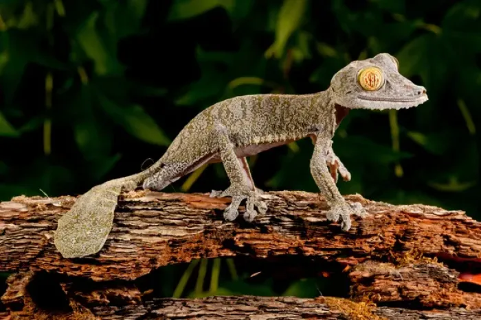 Framed Print : Giant Leaf-tailed Gecko Uroplatus fimbriatus Native to Madagascar Habitat Arboreal Framed Print : Giant Leaf-tailed Gecko Uroplatus fimbriatus Native to Madagascar Habitat Arboreal