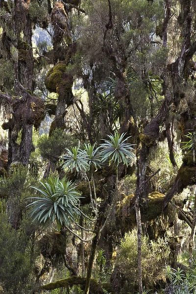 Giant Lobelia (Lobelia lanuriensis) in the high mountains of the Rwenzoris