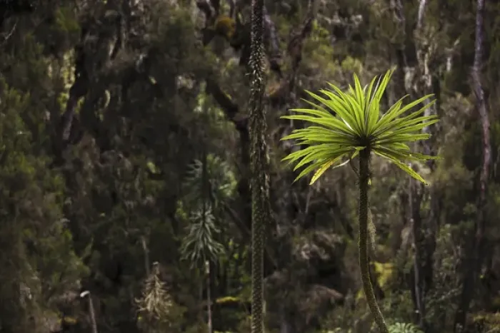 Framed Print : Giant Lobelia (Lobelia lanuriensis) in the high mountains of the Rwenzoris