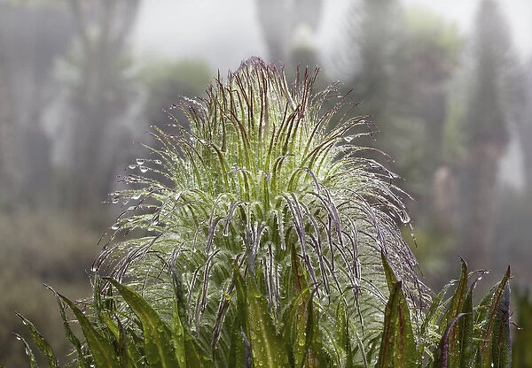 Giant Lobelia (Lobelia wollastonii) with florescence, flower spike, in the high mountains