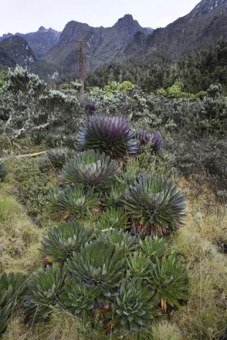Framed Print : The Giant Lobelias (Lobelia bequaertii) of the Rwenzoris are especially adapted to Framed Print : The Giant Lobelias (Lobelia bequaertii) of the Rwenzoris are especially adapted to