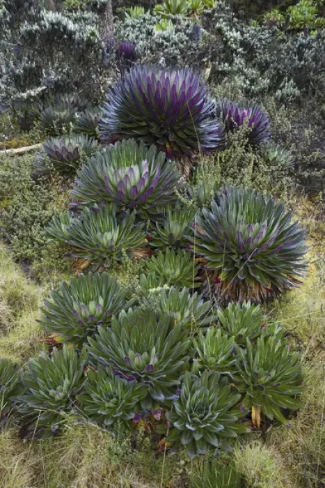 Framed Print : The Giant Lobelias (Lobelia bequaertii) of the Rwenzoris are especially adapted to