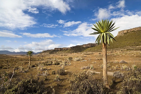 Giant Loebelia (Lobelia rhynchopetalum) in the Bale Mountains of Ethiopia