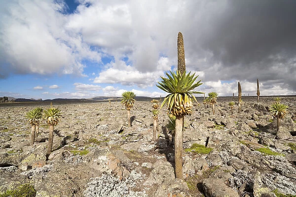 Giant Loebelia (Lobelia rhynchopetalum) in the Bale Mountains of Ethiopia, group