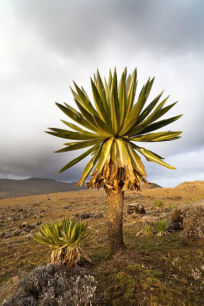 Giant Loebelia (Lobelia rhynchopetalum) in the Bale Mountains of Ethiopia