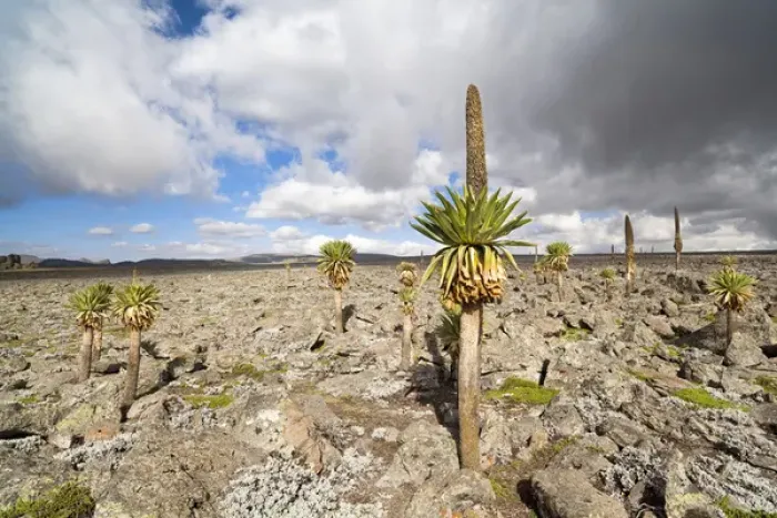 Framed Print : Giant Loebelia (Lobelia rhynchopetalum) in the Bale Mountains of Ethiopia, group Framed Print : Giant Loebelia (Lobelia rhynchopetalum) in the Bale Mountains of Ethiopia, group