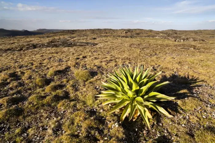 Framed Print : Giant Loebelia (Lobelia rhynchopetalum) in the Bale Mountains of Ethiopia, young