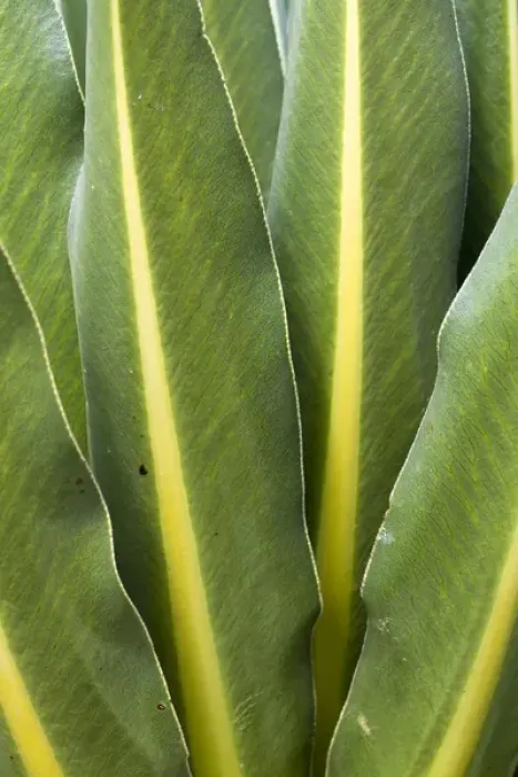 Framed Print : Giant Loebelia (Lobelia rhynchopetalum) in the Bale Mountains of Ethiopia - detail of Leaves