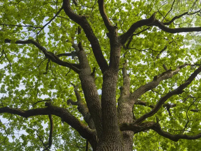 Framed Print : Giant oak. Hainich woodland in Thuringia, National Park