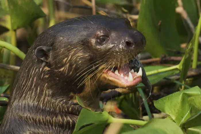 Framed Print : Giant otter close-up Framed Print : Giant otter close-up