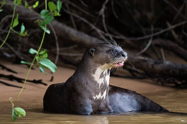 A Giant otter, Pteronura brasiliensis, resting in the Cuiaba River. Mato Grosso Do Sul State, Brazil