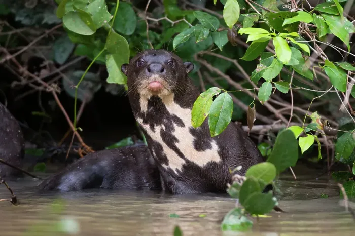Framed Print : A Giant otter, Pteronura brasiliensis, rests in a river. Mato Grosso Do Sul State, Brazil