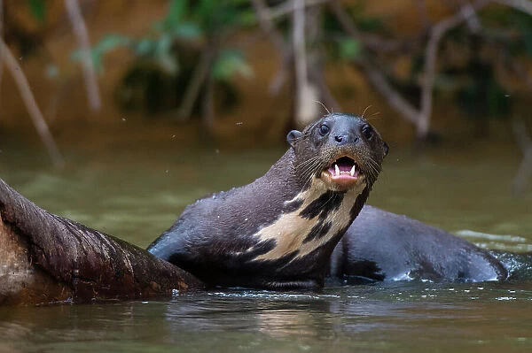 A Giant otter, Pteronura brasiliensis, in the Cuiaba River. Mato Grosso Do Sul State, Brazil