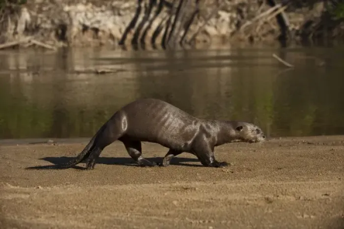 Framed Print : Giant Otter on river beach (Pteronura brasiliensis) Habituated by Karanambu Otter Trust