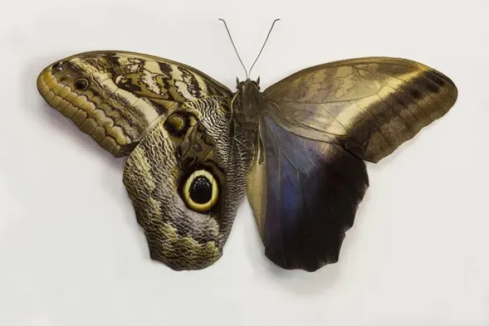 Framed Print : The Giant Owl Butterfly, Caligo Memnon comparing the top and bottome wings Framed Print : The Giant Owl Butterfly, Caligo Memnon comparing the top and bottome wings