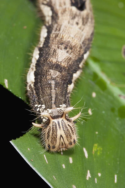 Giant Owl Butterfly Caterpillar (Caligo memnon) Eggs laid on neck area by parasitic wasp